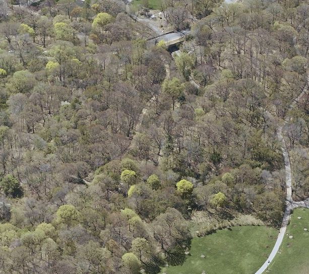 prospect park: the ravine -2